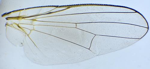 Hebecnema nigra